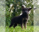 Small Photo #1 German Shepherd Dog Puppy For Sale in WARSAW, IN, USA