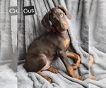 Small #1 Doberman Pinscher
