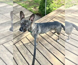 Heidi - Female French Bulldog-Unknown Mix Dog for Adoption - Photo #6
