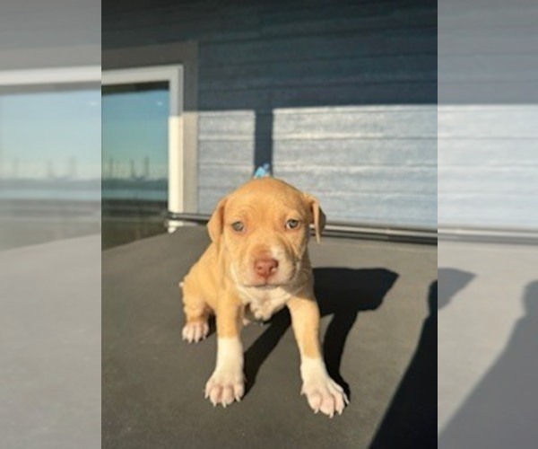 Medium Photo #2 American Pit Bull Terrier-Labrador Retriever Mix Puppy For Sale in PORT HURON, MI, USA