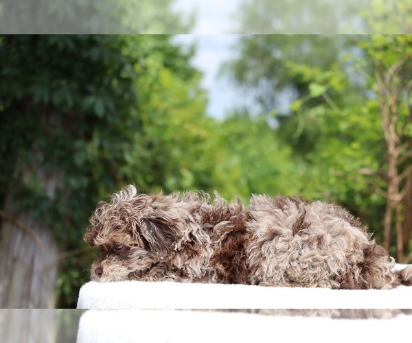 Medium Photo #10 ShihPoo Puppy For Sale in DYERSBURG, TN, USA