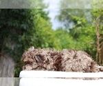 Small #9 ShihPoo