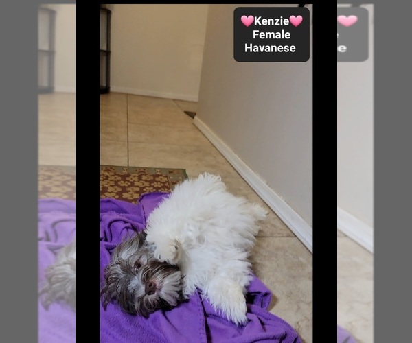 Medium Photo #2 Havanese Puppy For Sale in TUCSON, AZ, USA