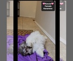 Small #1 Havanese