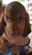 Bloodhound Puppy for sale in KINGWOOD, TX, USA