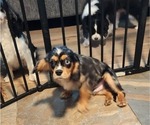 Small Photo #20 Cavalier King Charles Spaniel Puppy For Sale in BOONVILLE, NY, USA