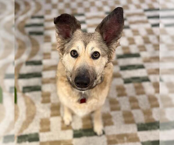 Medium Photo #8 Mutt Puppy For Sale in San Diego, CA, USA