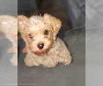 Small #5 Yorkshire Terrier