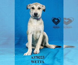 Mutt Dogs for adoption in Stockton, CA, USA