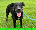 Small #1 Rottweiler-American Pit Bull Terrier