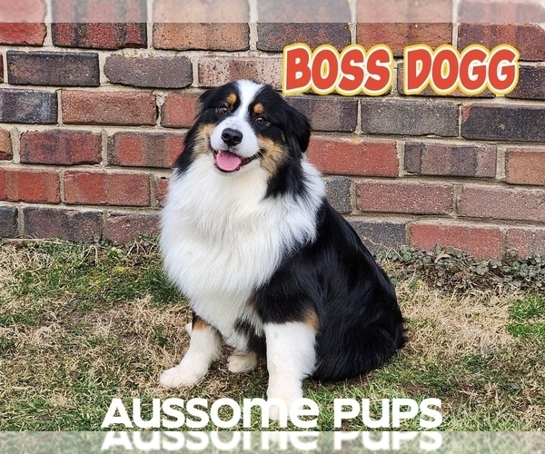 Medium Photo #1 Australian Shepherd Puppy For Sale in LAKEVILLE, IN, USA