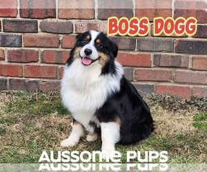 Australian Shepherd Puppy for sale in LAKEVILLE, IN, USA