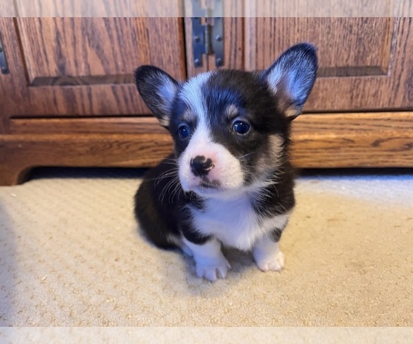 Medium Photo #3 Pembroke Welsh Corgi Puppy For Sale in ROCKFORD, IL, USA