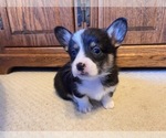 Small #2 Pembroke Welsh Corgi