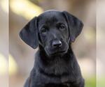 Huckleberry Finn Pup - Mary Jane - Female Labrador Retriever-Unknown Mix Dog for Adoption - Small photo