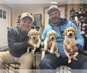 Labrador Retriever Puppy for sale in BIG SPRING, IL, USA