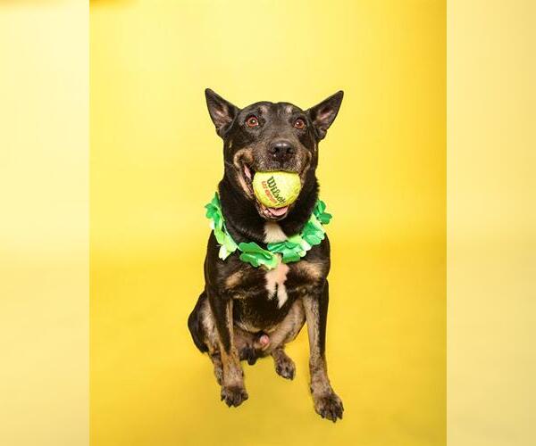 Medium Photo #2 Australian Kelpie-Unknown Mix Puppy For Sale in Fort Lauderdale, FL, USA