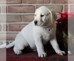 Small Photo #7 Labrador Retriever Puppy For Sale in LEOLA, PA, USA