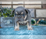 Small Photo #14 French Bulldog Puppy For Sale in SUGARCREEK, OH, USA