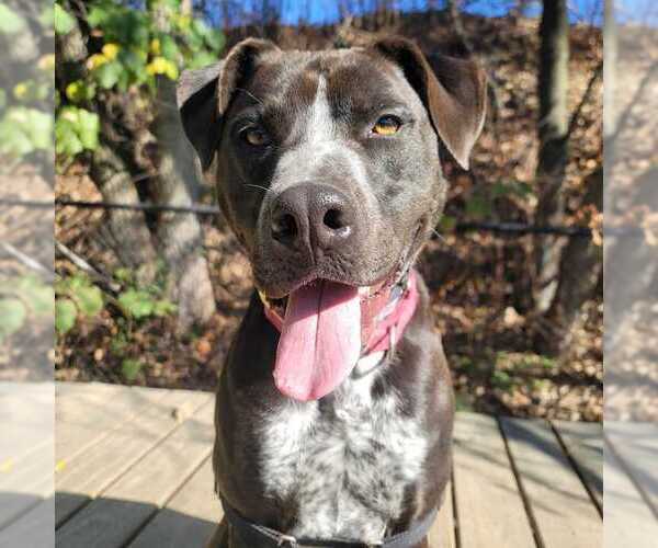 Medium Photo #3 Mutt Puppy For Sale in Elmsford, NY, USA