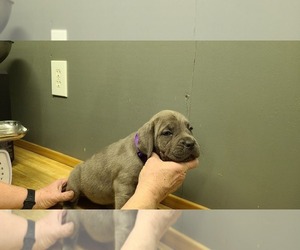 Cane Corso Puppy for sale in WEATHERFORD, TX, USA