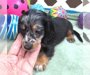 Dachshund Puppy for sale in RATTAN, OK, USA