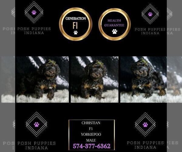 Medium Photo #72 Yorkipoo Puppy For Sale in WARSAW, IN, USA