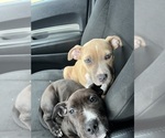 Small Photo #1 American Pit Bull Terrier Puppy For Sale in MEMPHIS, TN, USA