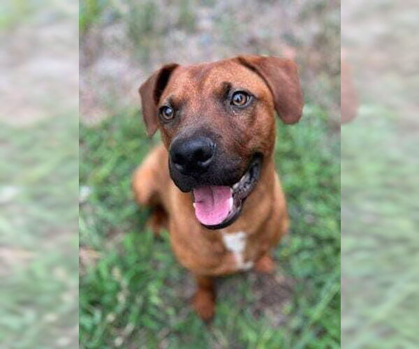 Medium Photo #2 Rhodesian Ridgeback-Unknown Mix Puppy For Sale in New Orleans, LA, USA