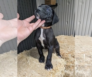 Great Dane Puppy for sale in PORT ORCHARD, WA, USA