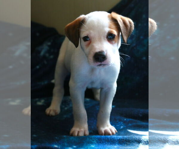 Medium Photo #11 Greyhound-Labrador Retriever Mix Puppy For Sale in Attalka, AL, USA