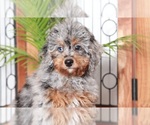 Small Photo #3 Miniature Bernedoodle Puppy For Sale in NAPLES, FL, USA