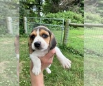 Small #6 Beagle