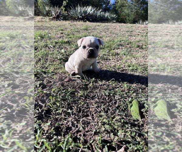 Medium Photo #1 French Bulldog Puppy For Sale in WEATHERFORD, TX, USA