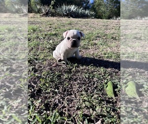 French Bulldog Puppy for sale in WEATHERFORD, TX, USA