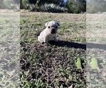 Mabel - Female French Bulldog Puppy for Sale - Small photo
