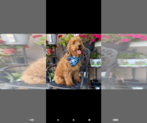 Goldendoodle Puppy for sale in HESPERIA, CA, USA