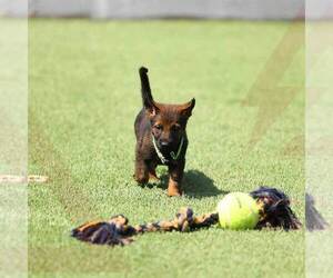 German Shepherd Dog Puppy for sale in NORTH HOLLYWOOD, CA, USA