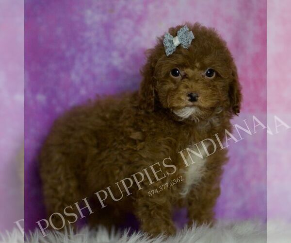 Medium Photo #4 Maltipoo (Miniature) Puppy For Sale in WARSAW, IN, USA