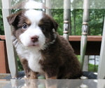 Small Photo #6 Australian Shepherd Puppy For Sale in STAFFORD, VA, USA