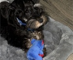 Small Schnauzer (Miniature)