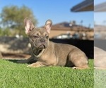 Small #2 French Bulldog