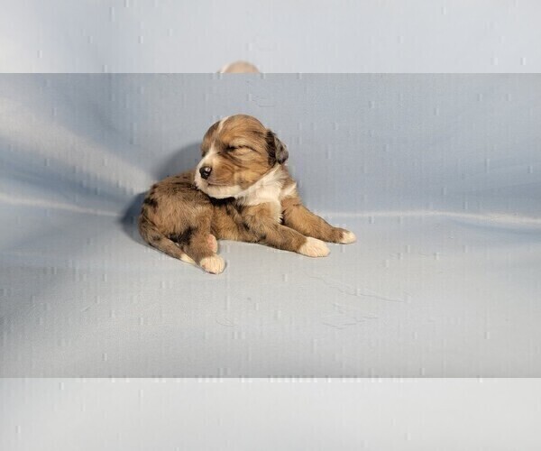 Medium Photo #54 Bernedoodle (Miniature) Puppy For Sale in BLACK FOREST, CO, USA