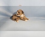 Small Photo #54 Bernedoodle (Miniature) Puppy For Sale in BLACK FOREST, CO, USA