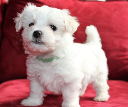 Medium Photo #1 Maltese Puppy For Sale in KERMIT, WV, USA