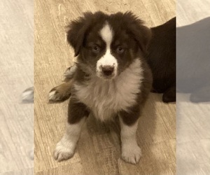 Miniature Australian Shepherd Puppy for sale in FORT MORGAN, CO, USA