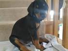 Small Photo #5 Doberman Pinscher Puppy For Sale in CEDAR CREST, NM, USA
