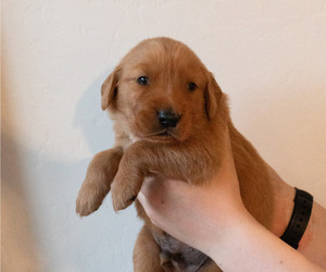 Medium Golden Retriever
