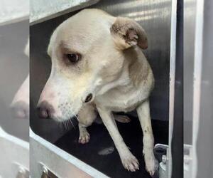 Labrador Retriever-Unknown Mix Dogs for adoption in San Antonio, TX, USA