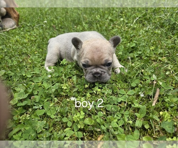 Medium Photo #7 French Bulldog Puppy For Sale in MAPLETON, ME, USA
